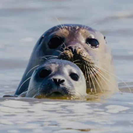 Le Chant De La Riviere Holiday home *